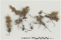 藏品(樹平苔屬)的圖片